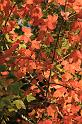 Automne_27_Bernard Roux